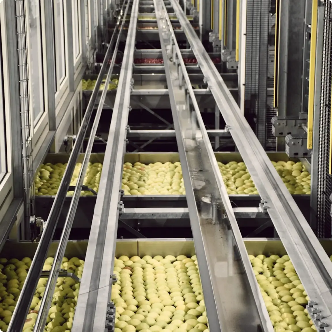 Conveyor lines carrying crates of yellow fruit through a packing facility